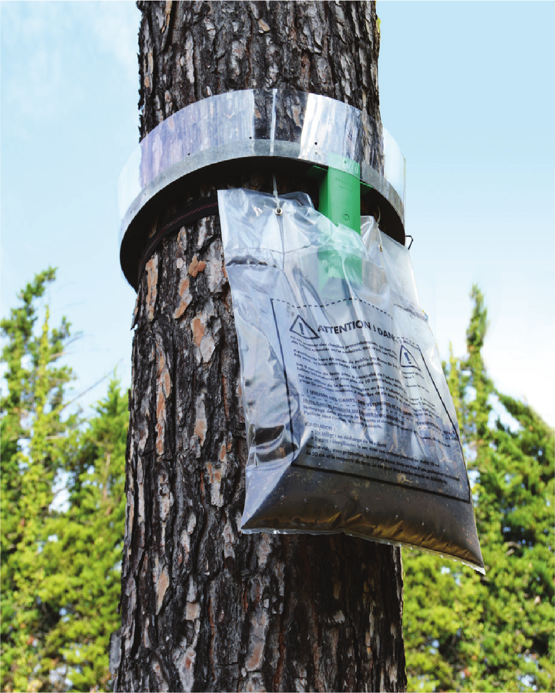 Collar Trampa procesionaria el pino