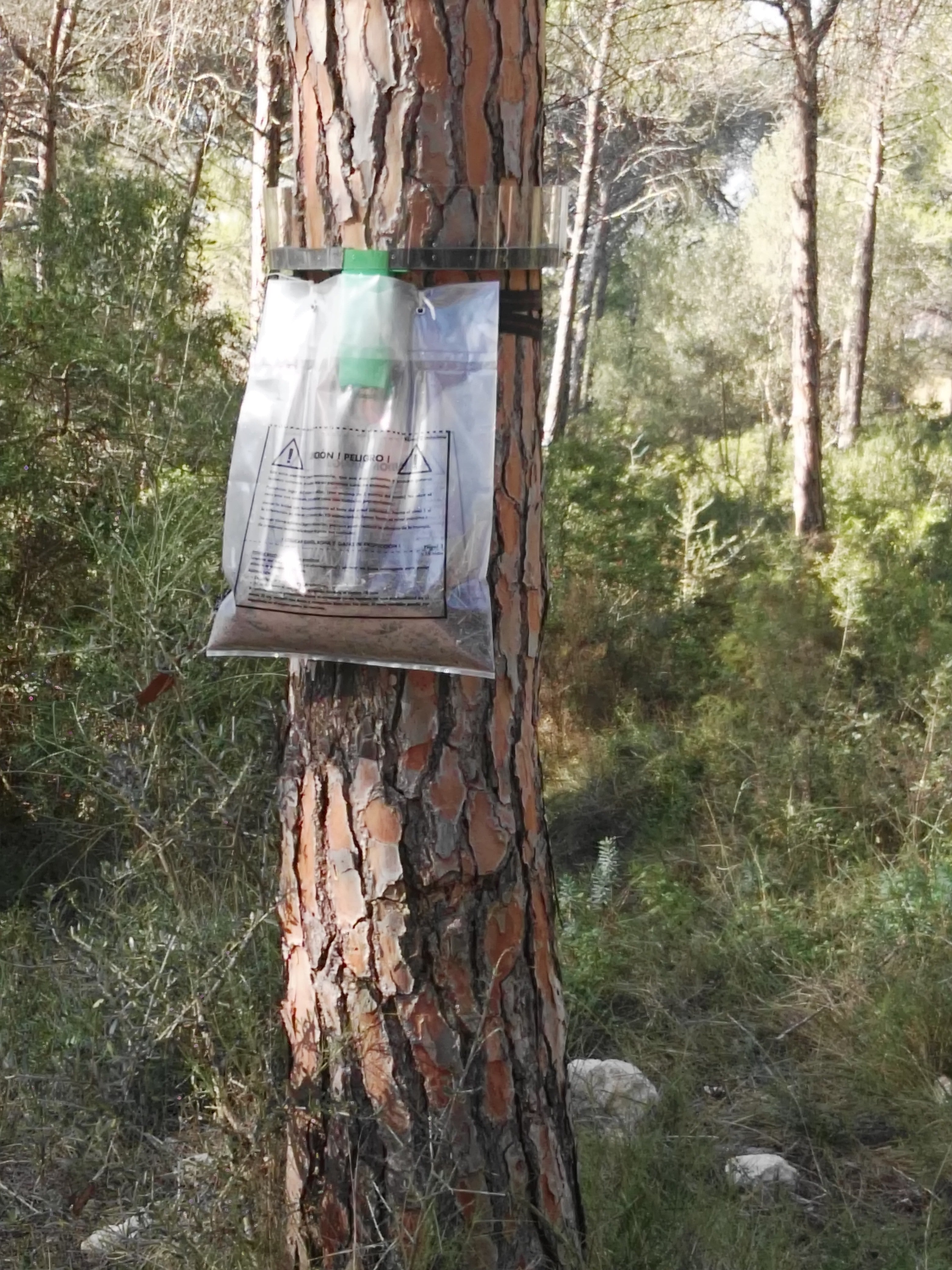 Collar Trampa procesionaria el pino